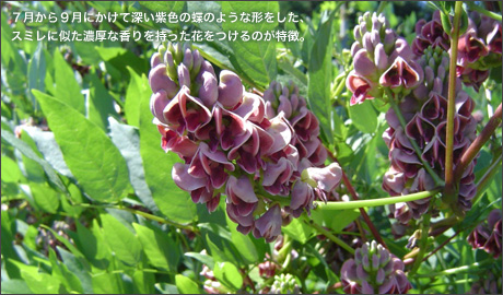 �H�މ摜
