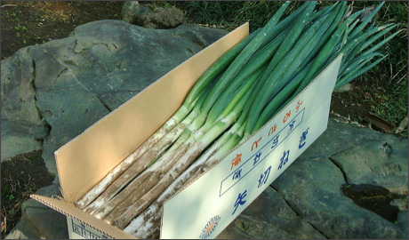 食材画像