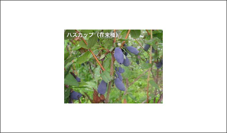 �H�މ摜