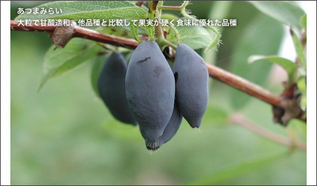 �H�މ摜