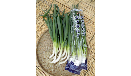 �H�މ摜