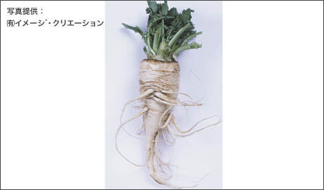 食材画像