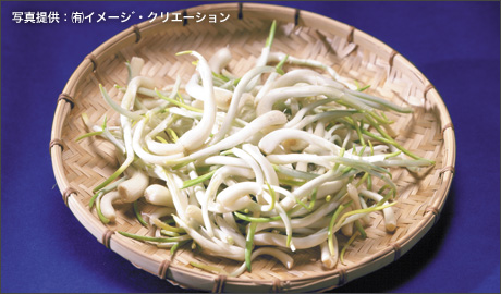 食材画像