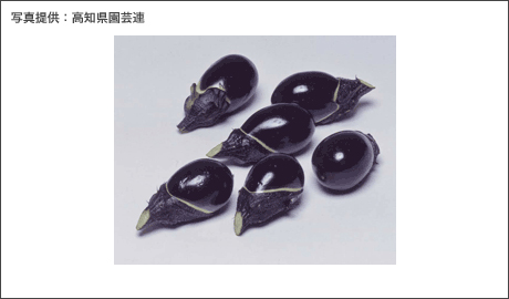 �H�މ摜