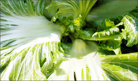 食材画像