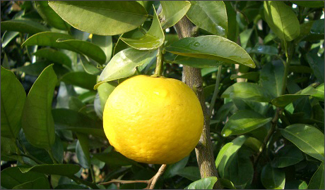 食材画像
