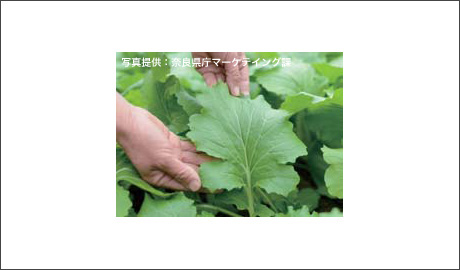 �H�މ摜