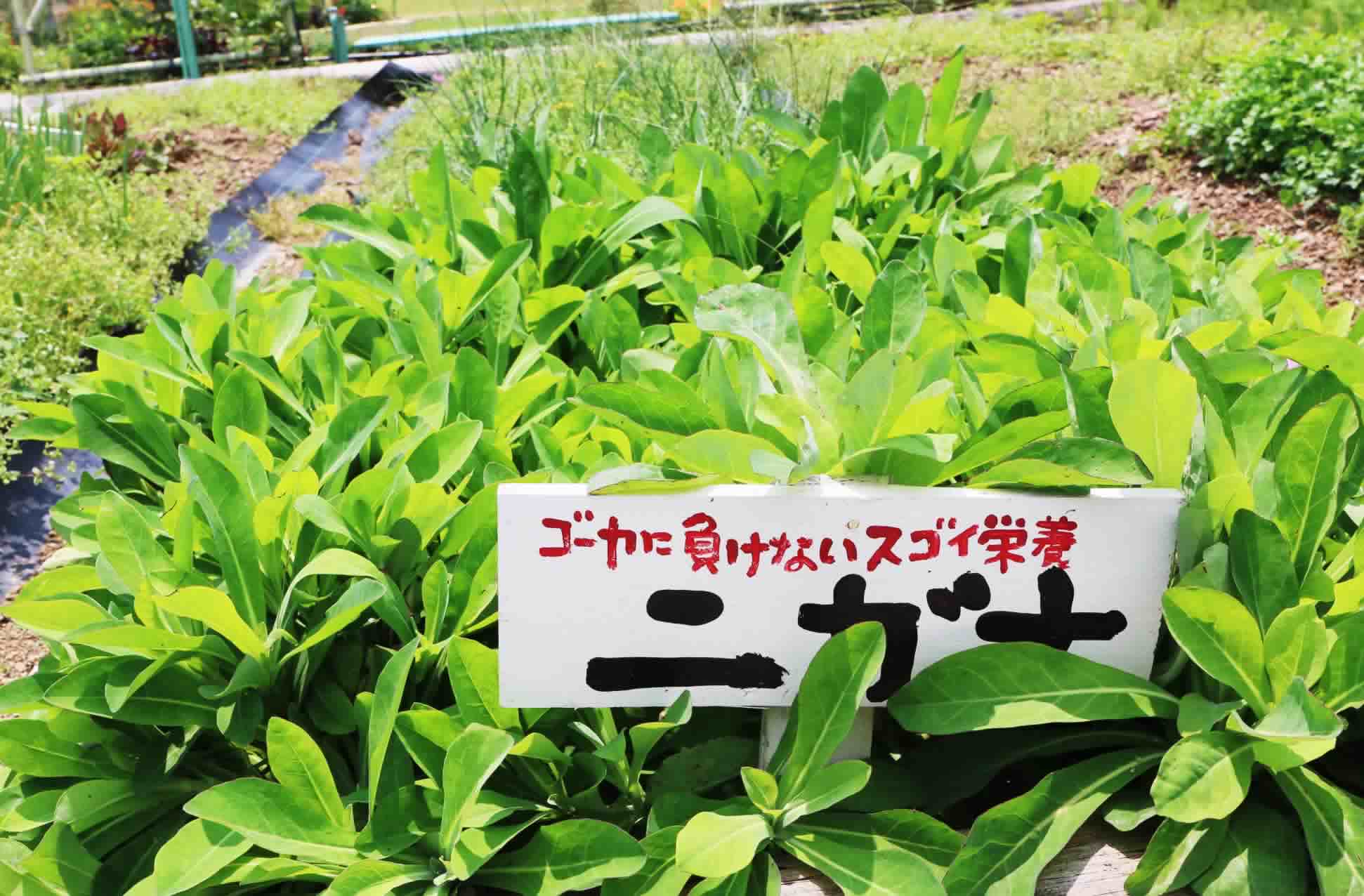 ���C���摜