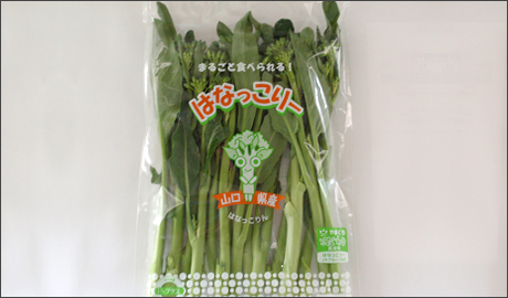 �H�މ摜